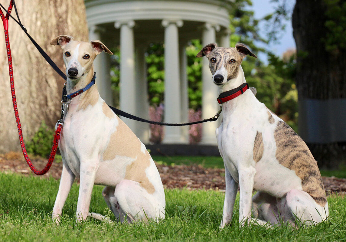 Dog-sitting whippets in Fitzroy
