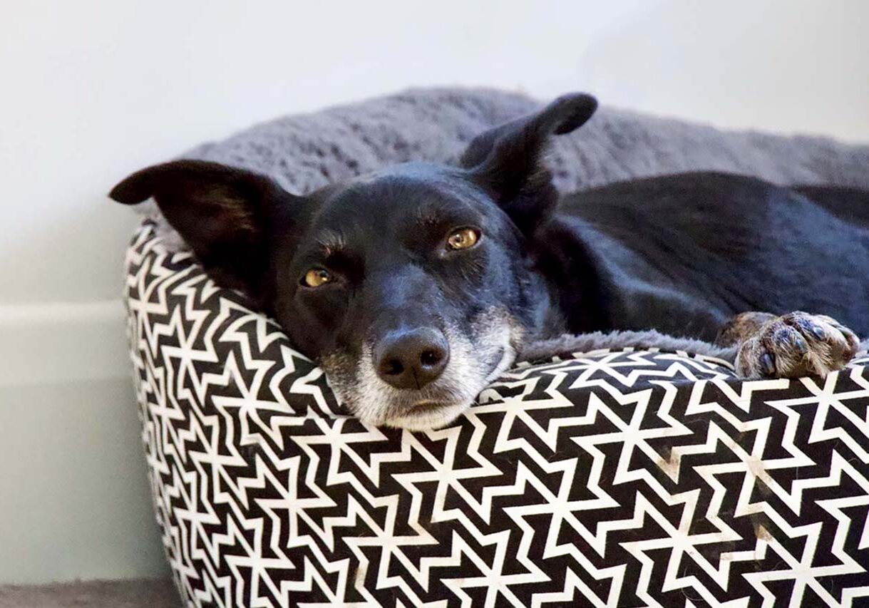 Piper the rescue dog on a housesit with Melbourne Housesitters